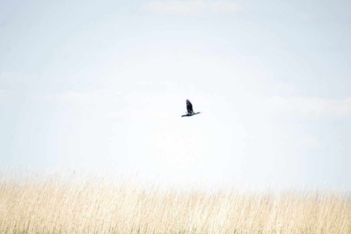 Great Cormorant - ML619018632