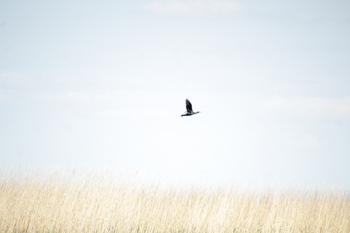 Great Cormorant - ML619018632