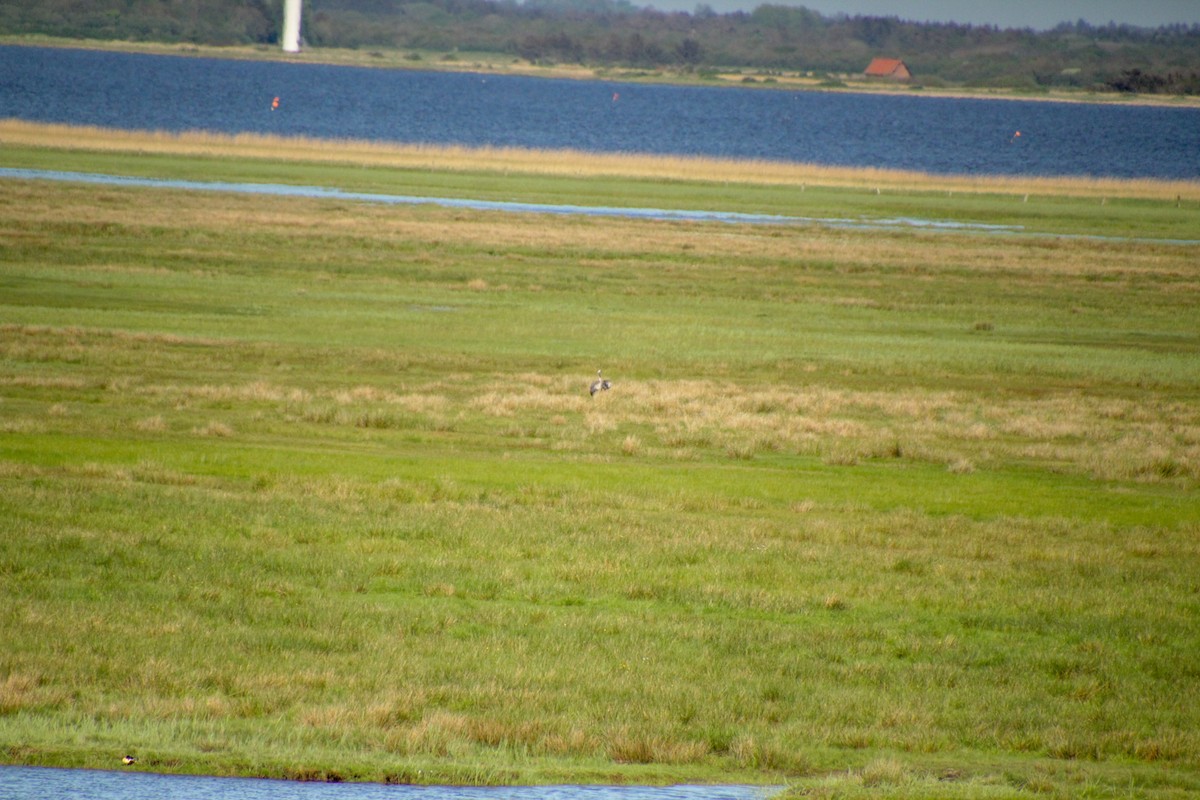 Common Crane - Guillaume Calcagni