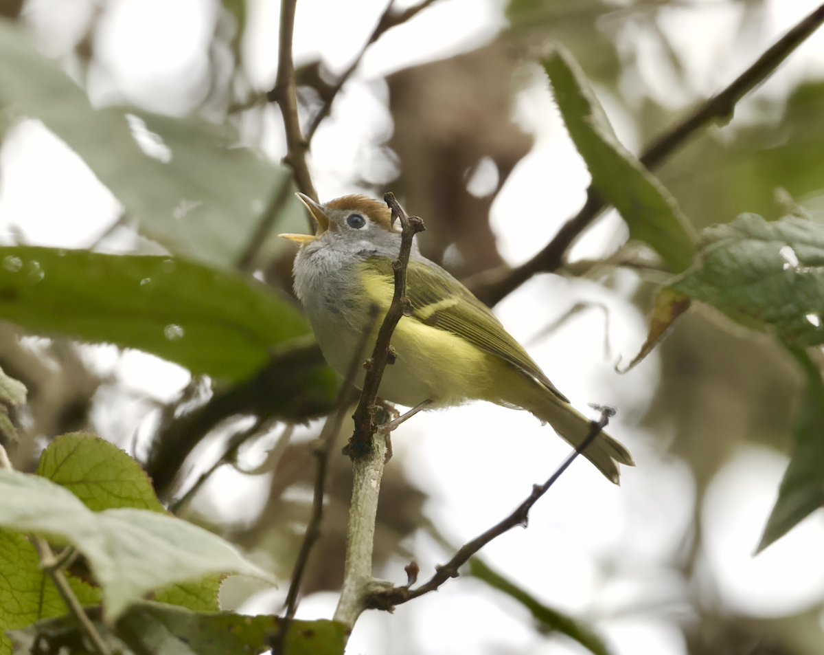 Chestnut-crowned Warbler - Joseph Tobias