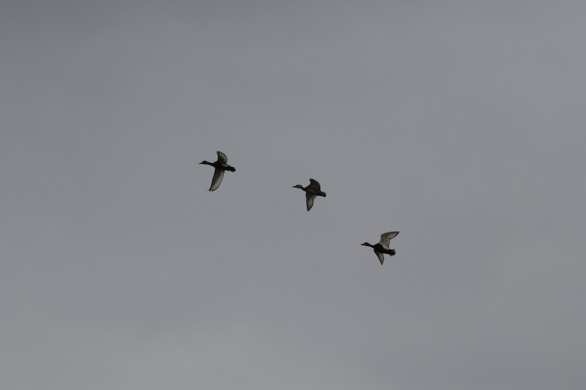 Red-crested Pochard - ML619018679