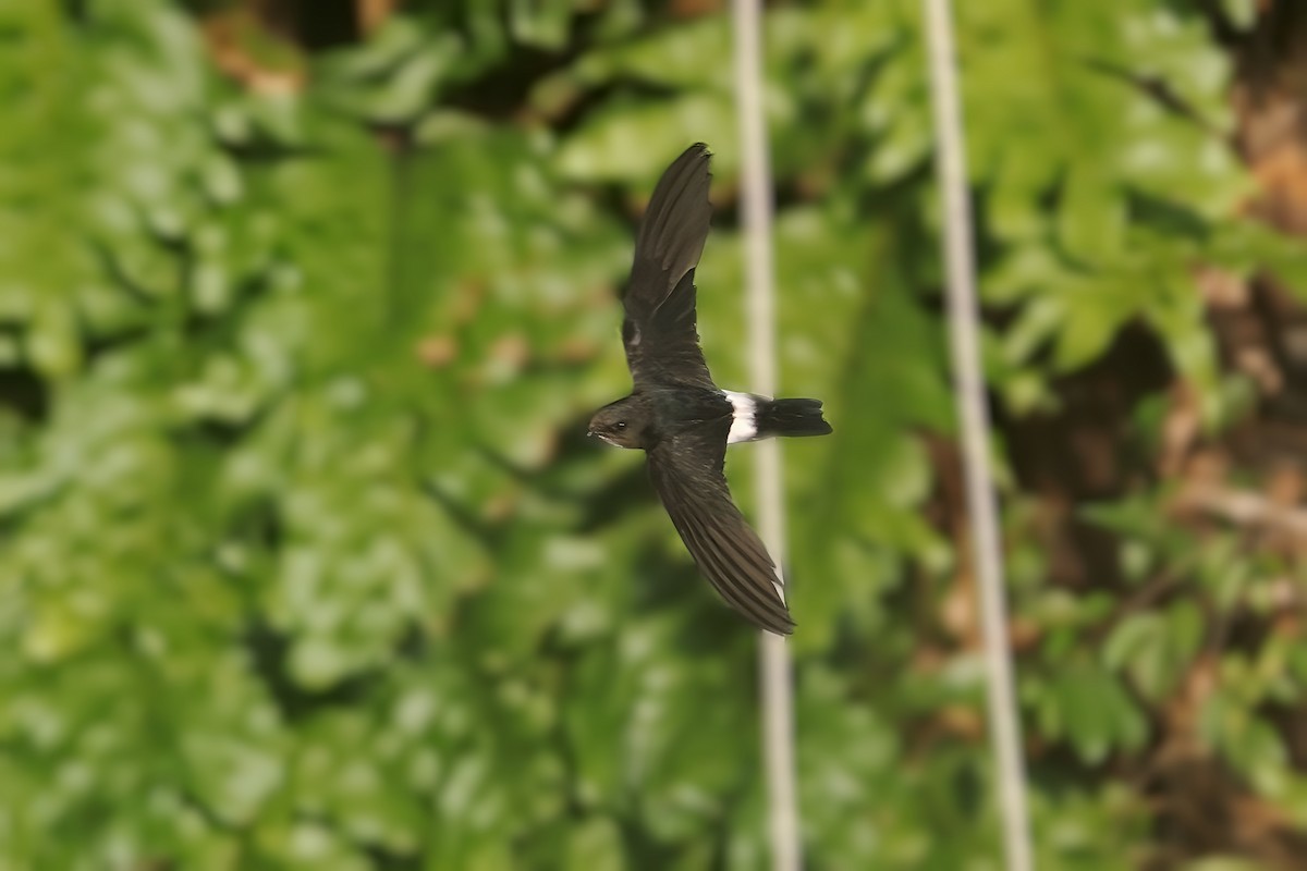 House Swift - Chris Chafer