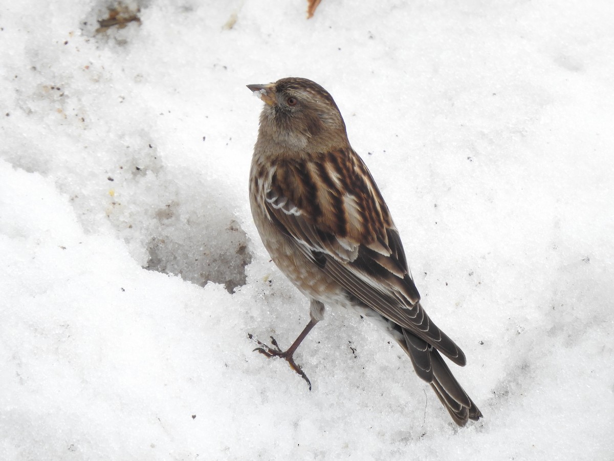 Plain Mountain Finch - Suebsawat Sawat-chuto