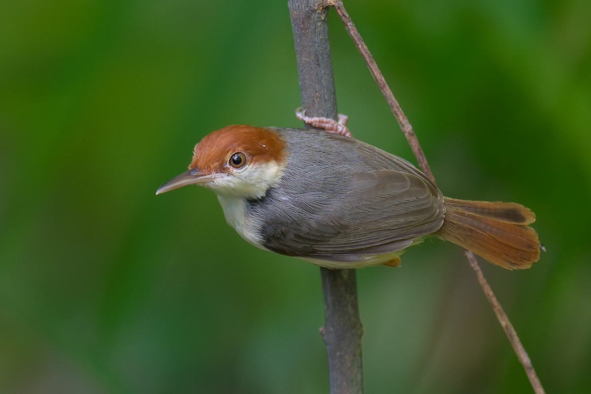 Rufous-tailed Tailorbird - Francis Yap