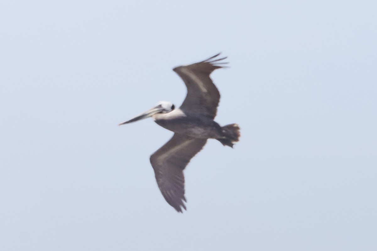 Brown Pelican - J. Breckenridge