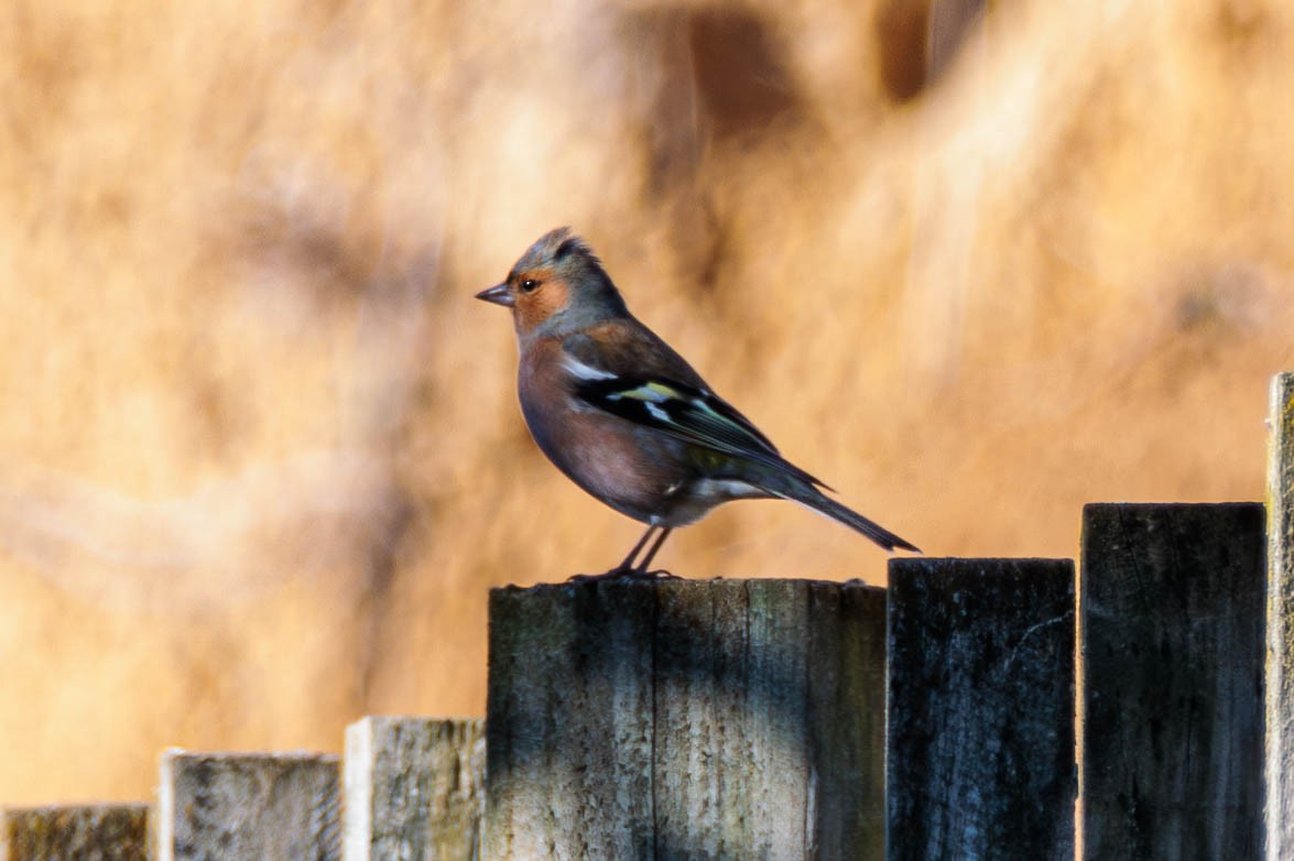 Common Chaffinch - ML619018726