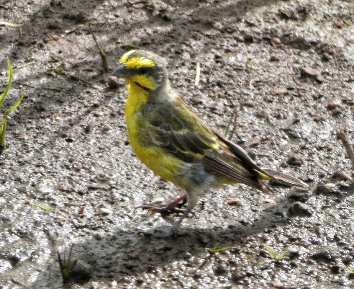 Yellow-fronted Canary - Hubert Söhner