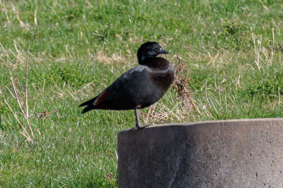 Paradise Shelduck - ML619018729