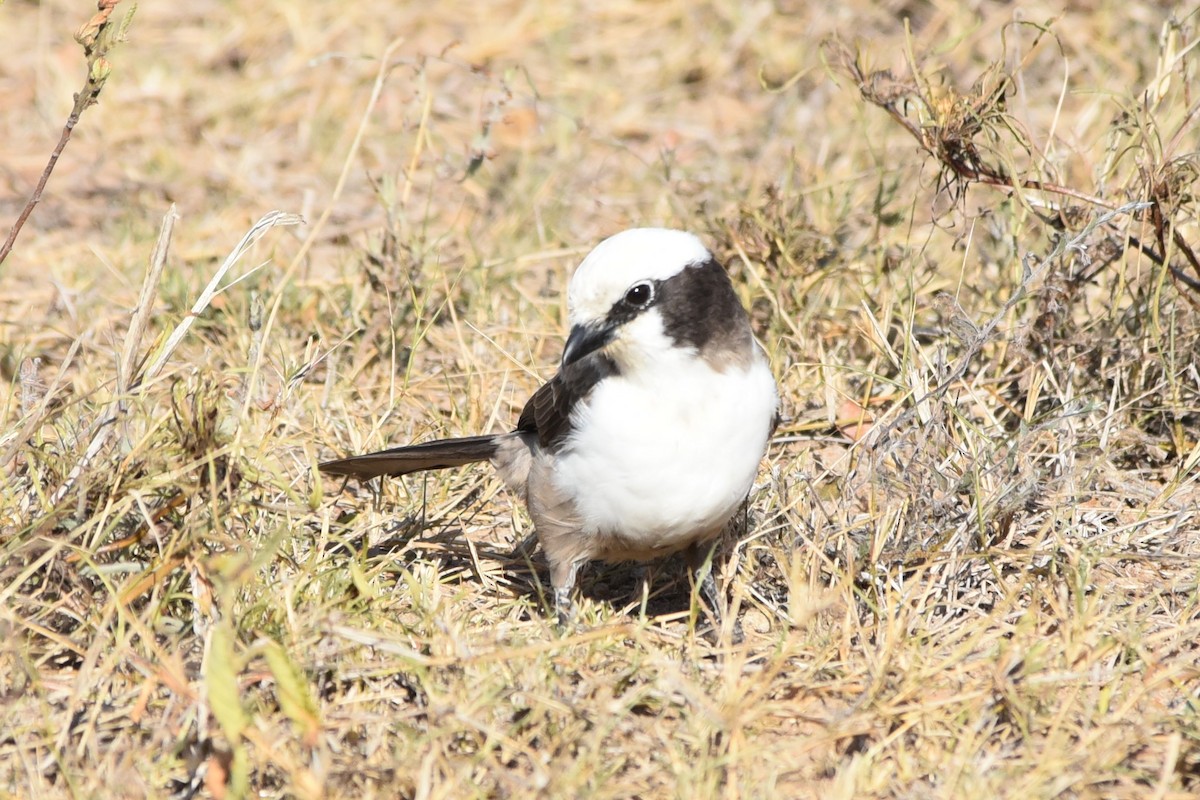 White-crowned Shrike - Christoph Randler