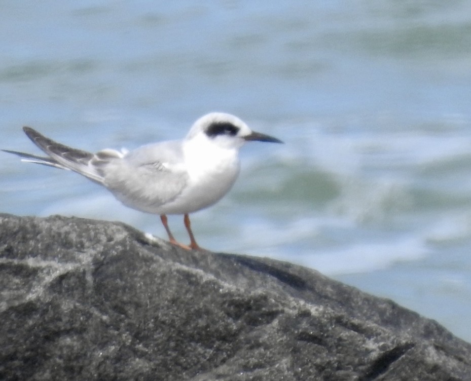 Forster's Tern - ML619018772