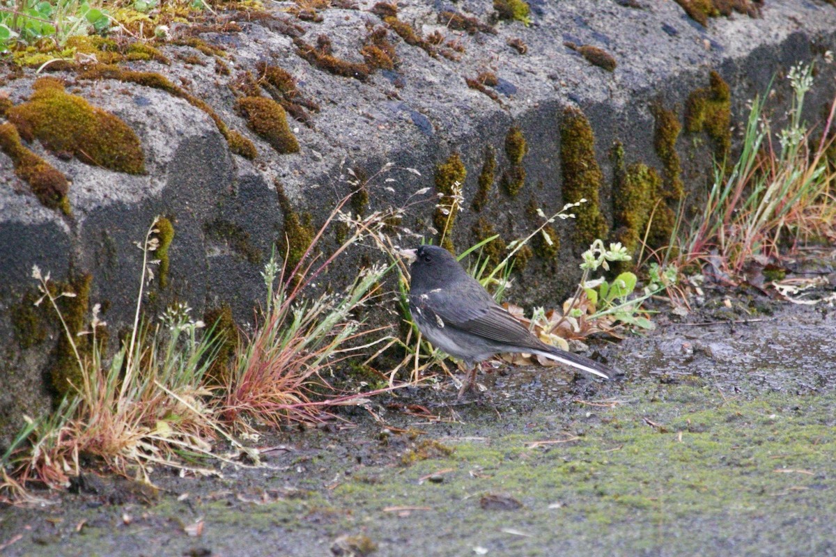 Dark-eyed Junco (Slate-colored) - ML619018803