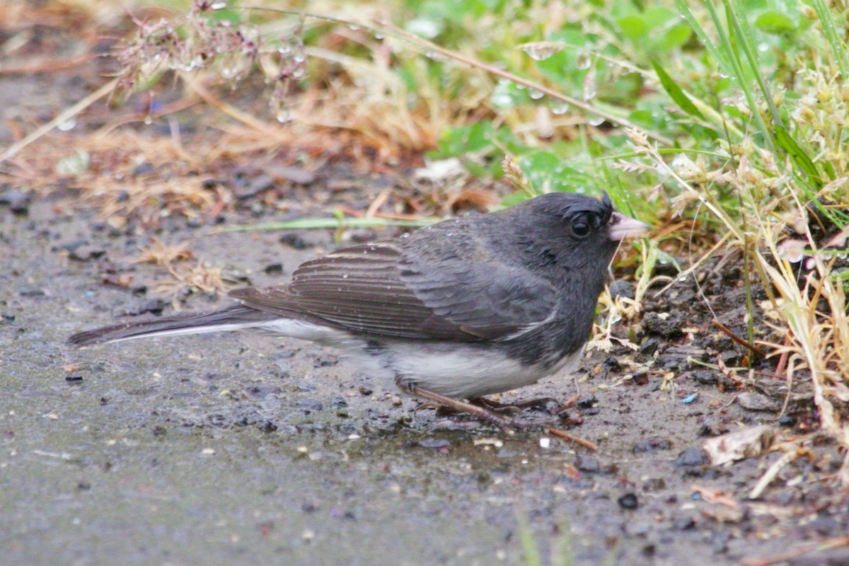 Dark-eyed Junco (Slate-colored) - ML619018805