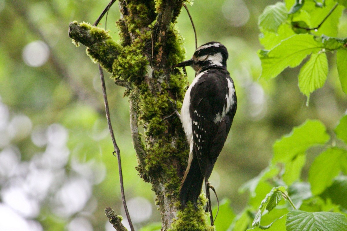 Hairy Woodpecker (Pacific) - Loyan Beausoleil