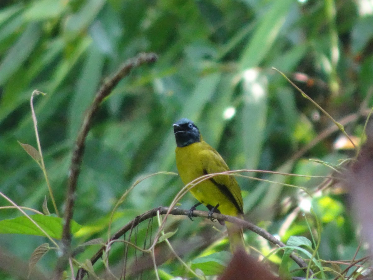 Black-headed Bulbul - ML619018819