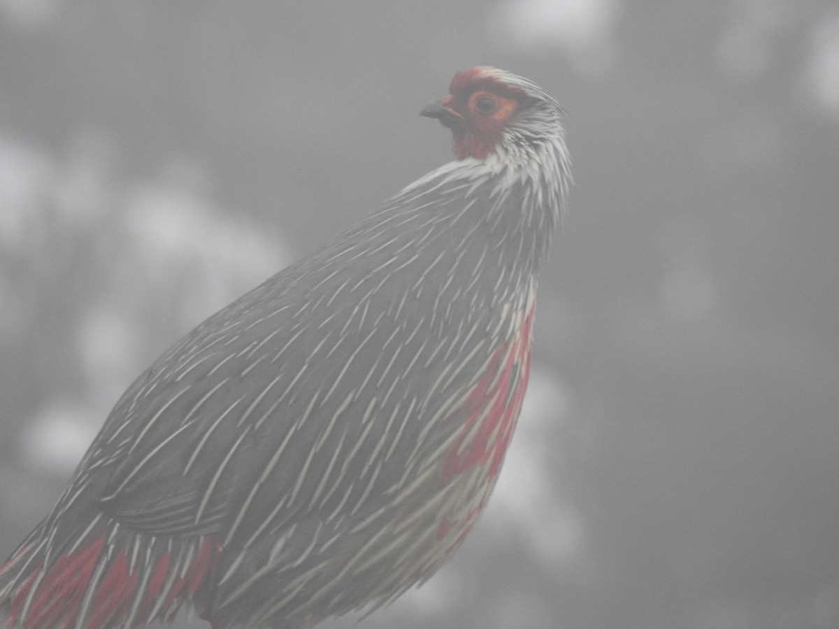 Blood Pheasant - ML619018832