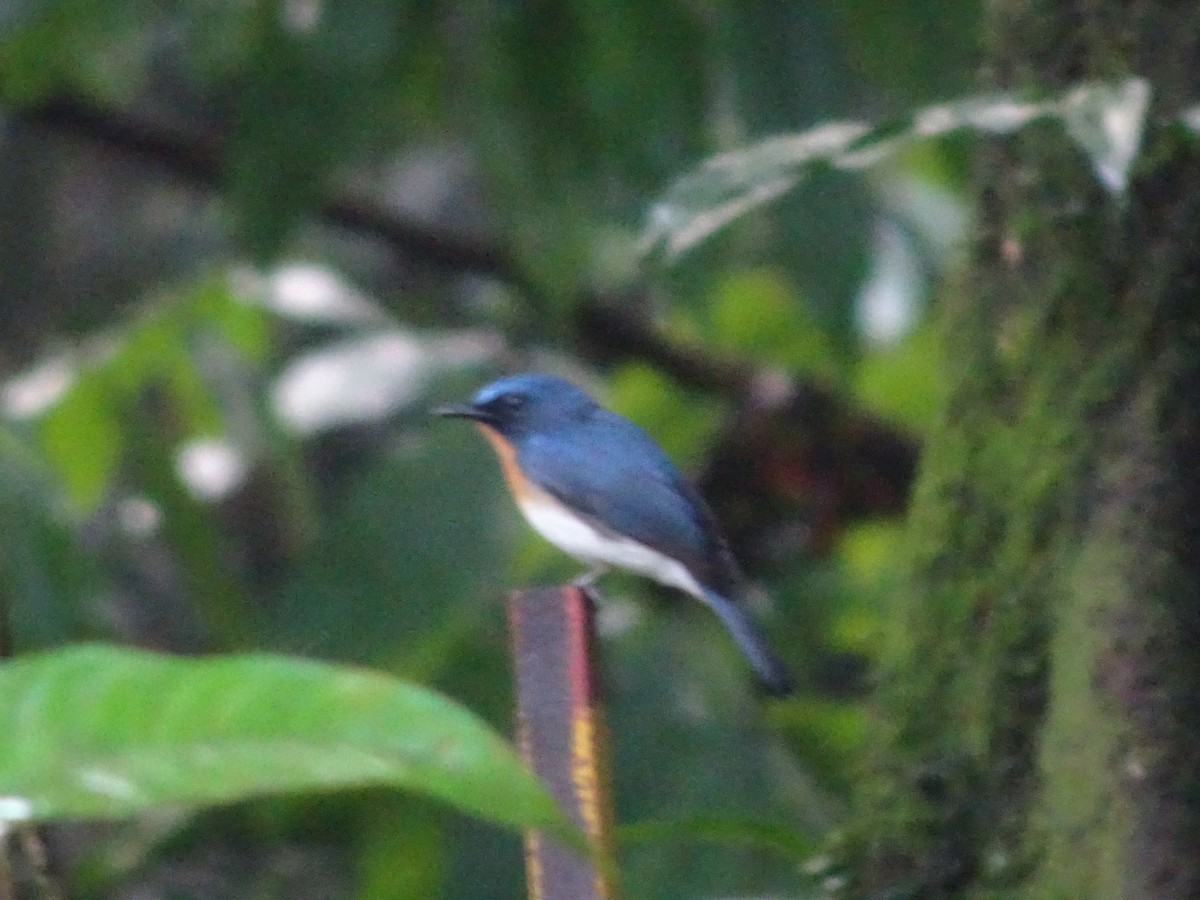 Indochinese Blue Flycatcher - ML619018836