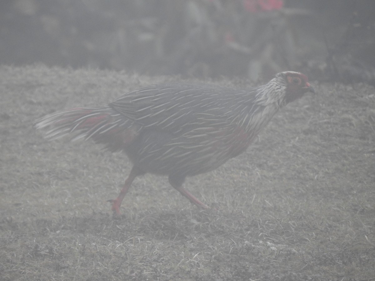 Blood Pheasant - ML619018847