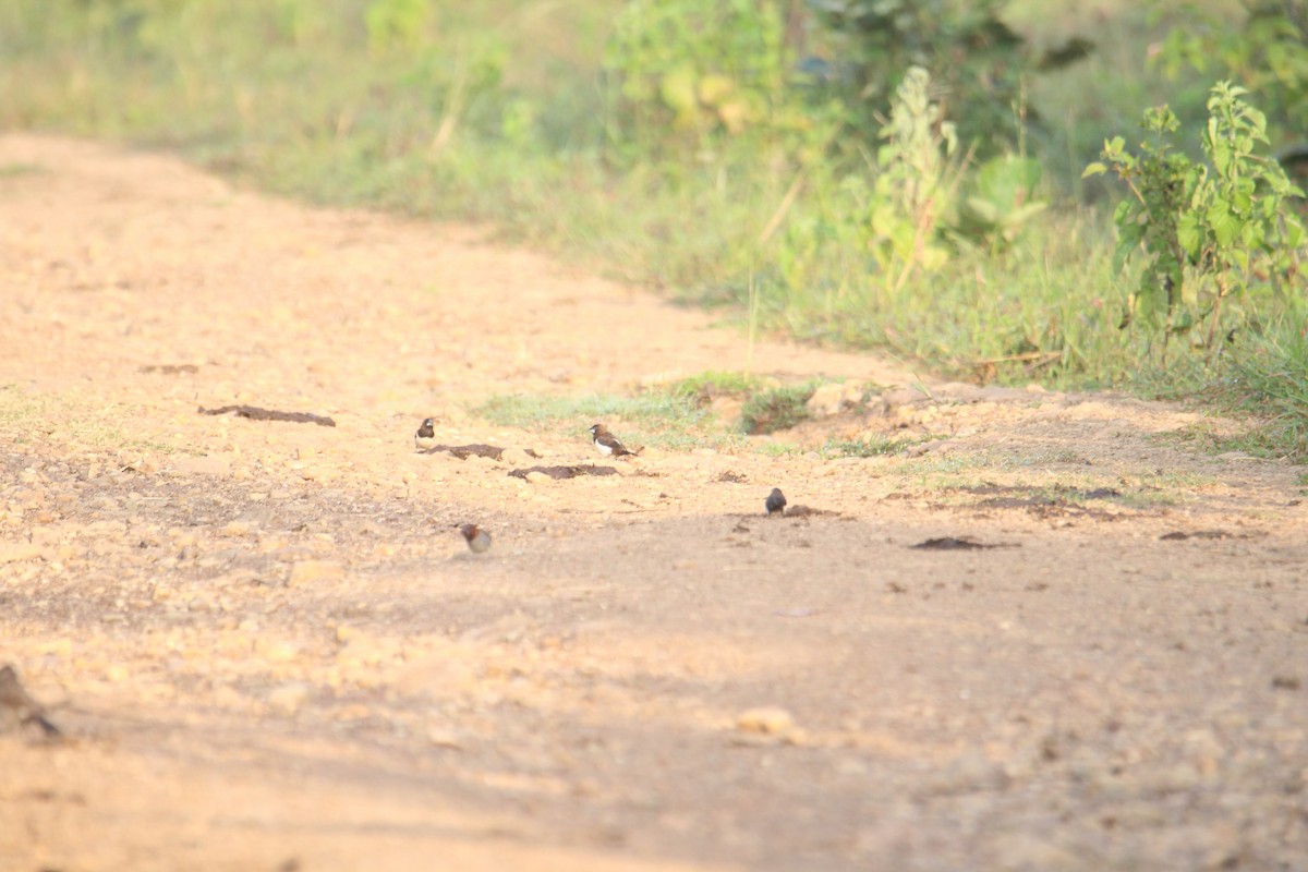 White-rumped Munia - Karthick VS