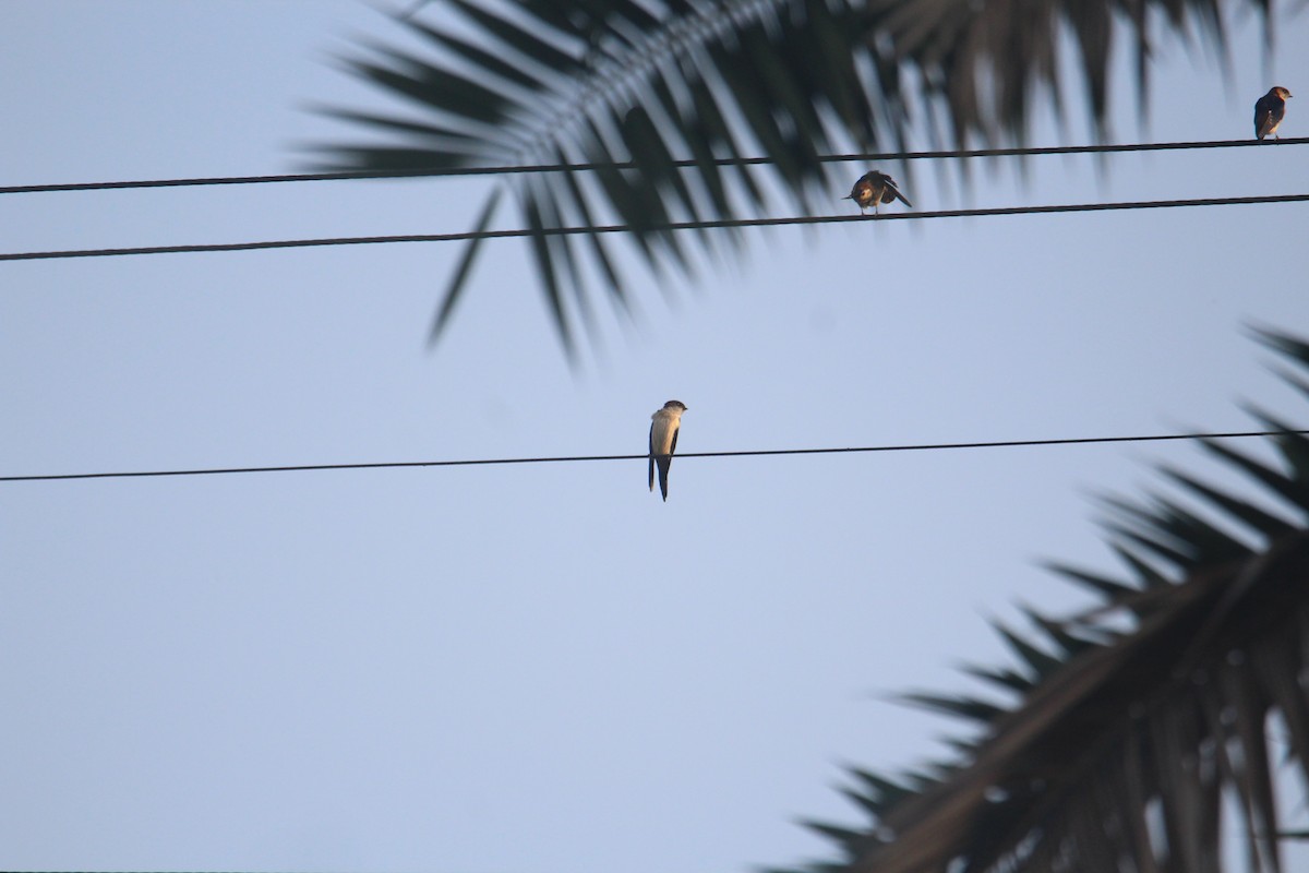 Barn Swallow - Karthick VS