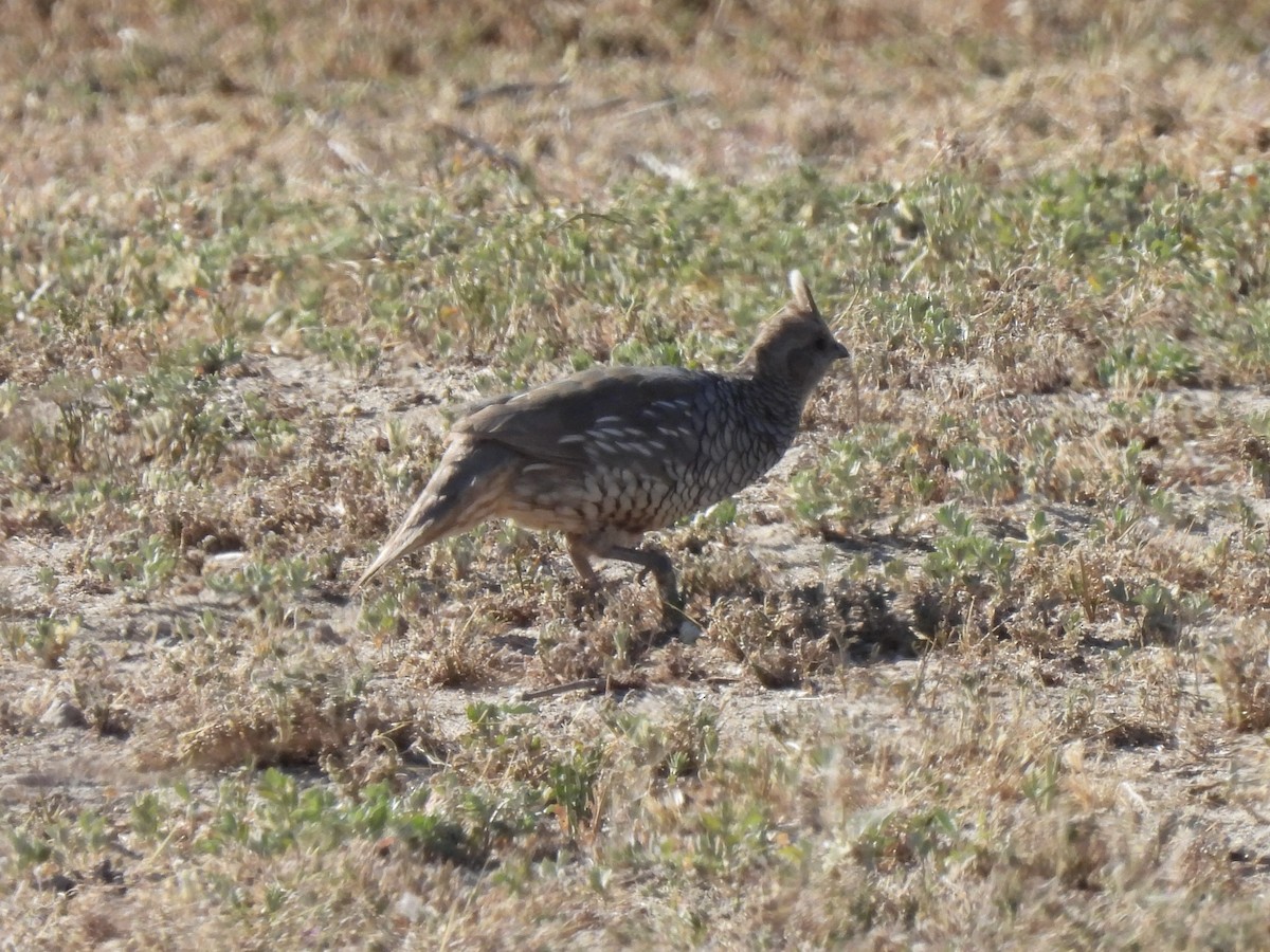 Scaled Quail - Bradley Evans