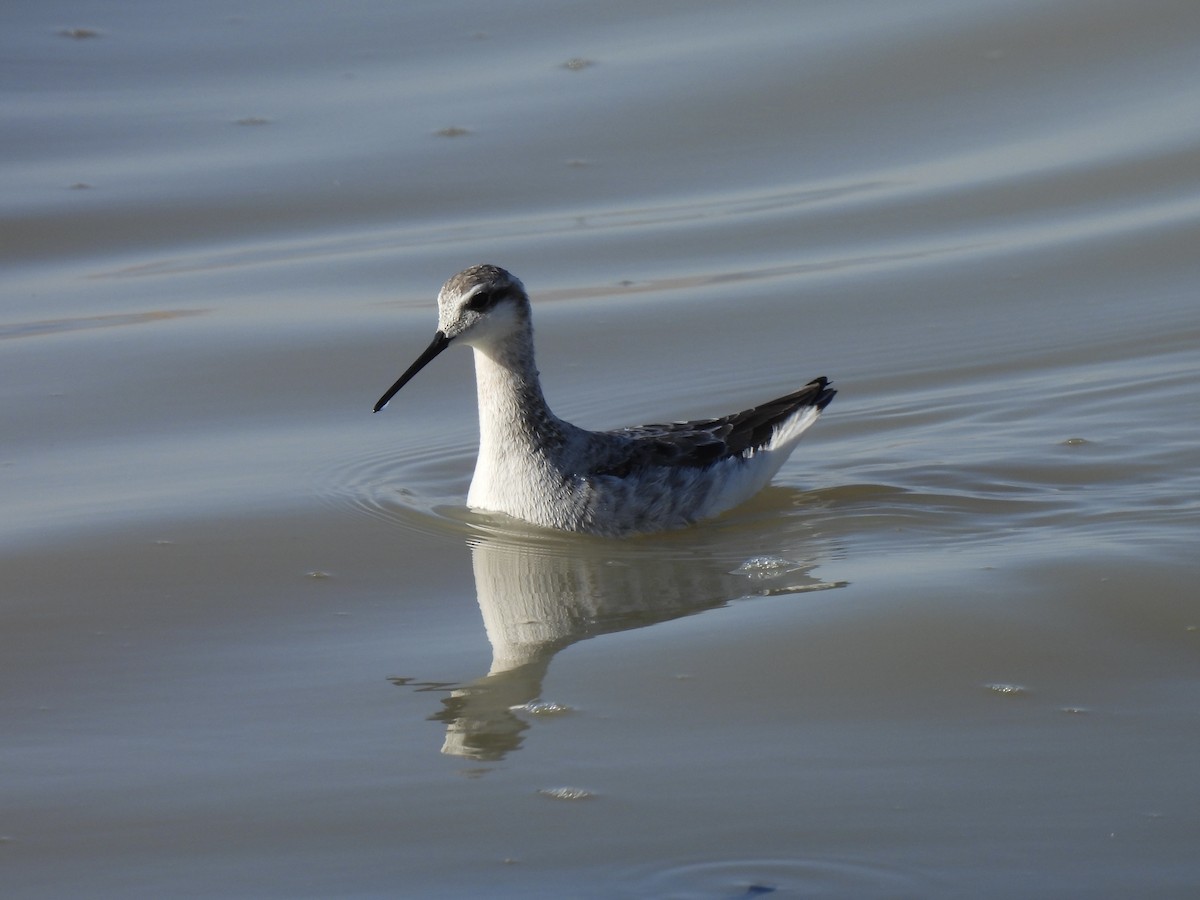 Wilson's Phalarope - Bradley Evans