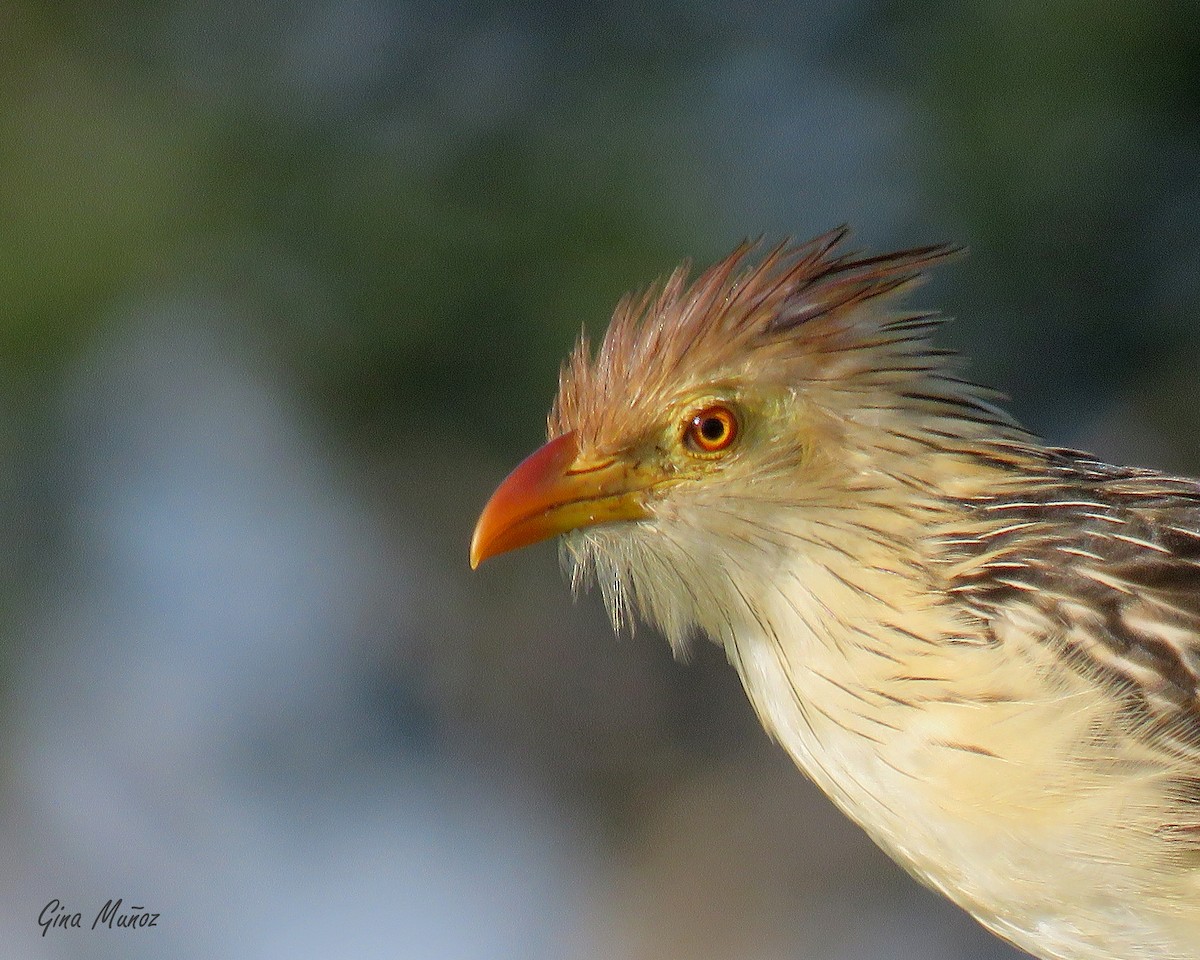 Guira Cuckoo - ML619018923