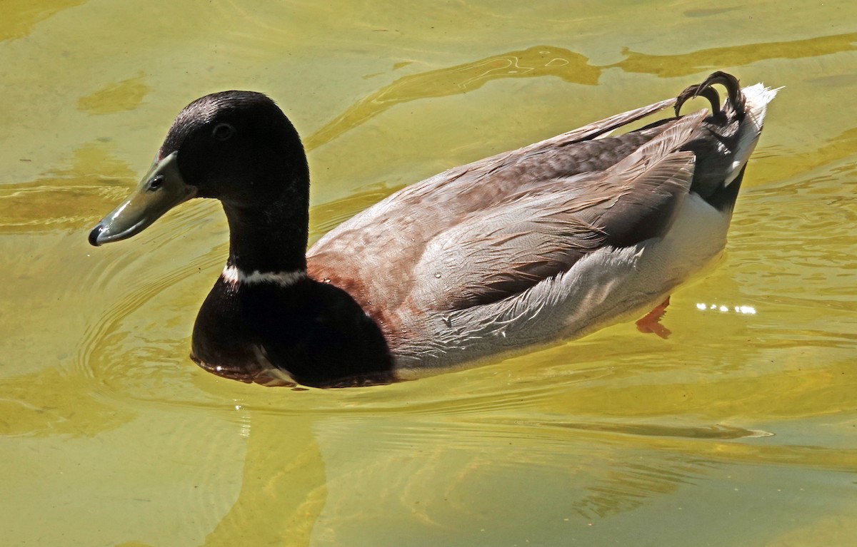 Mallard (Domestic type) - Diane Drobka