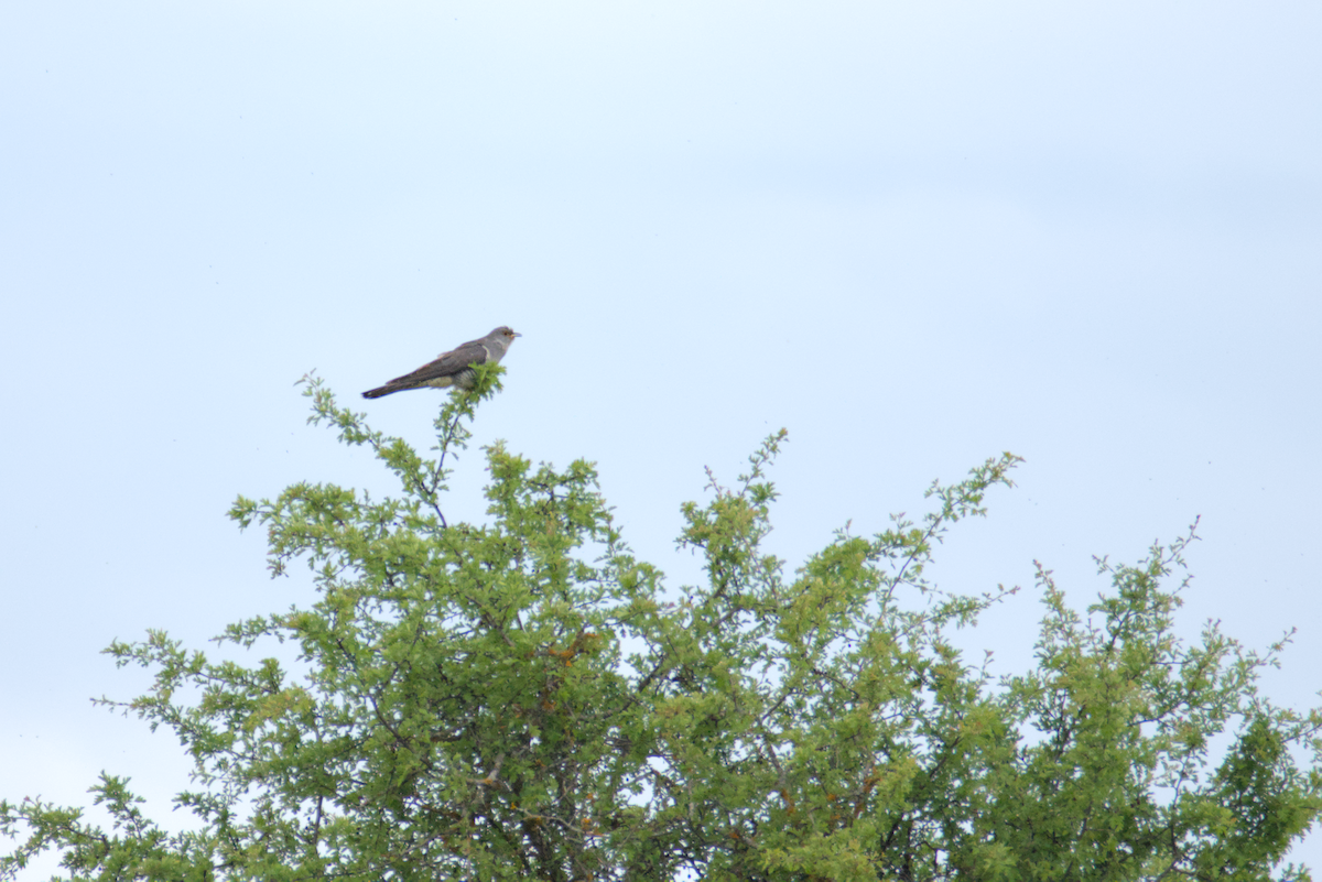 Common Cuckoo - David Pascual-Hernández