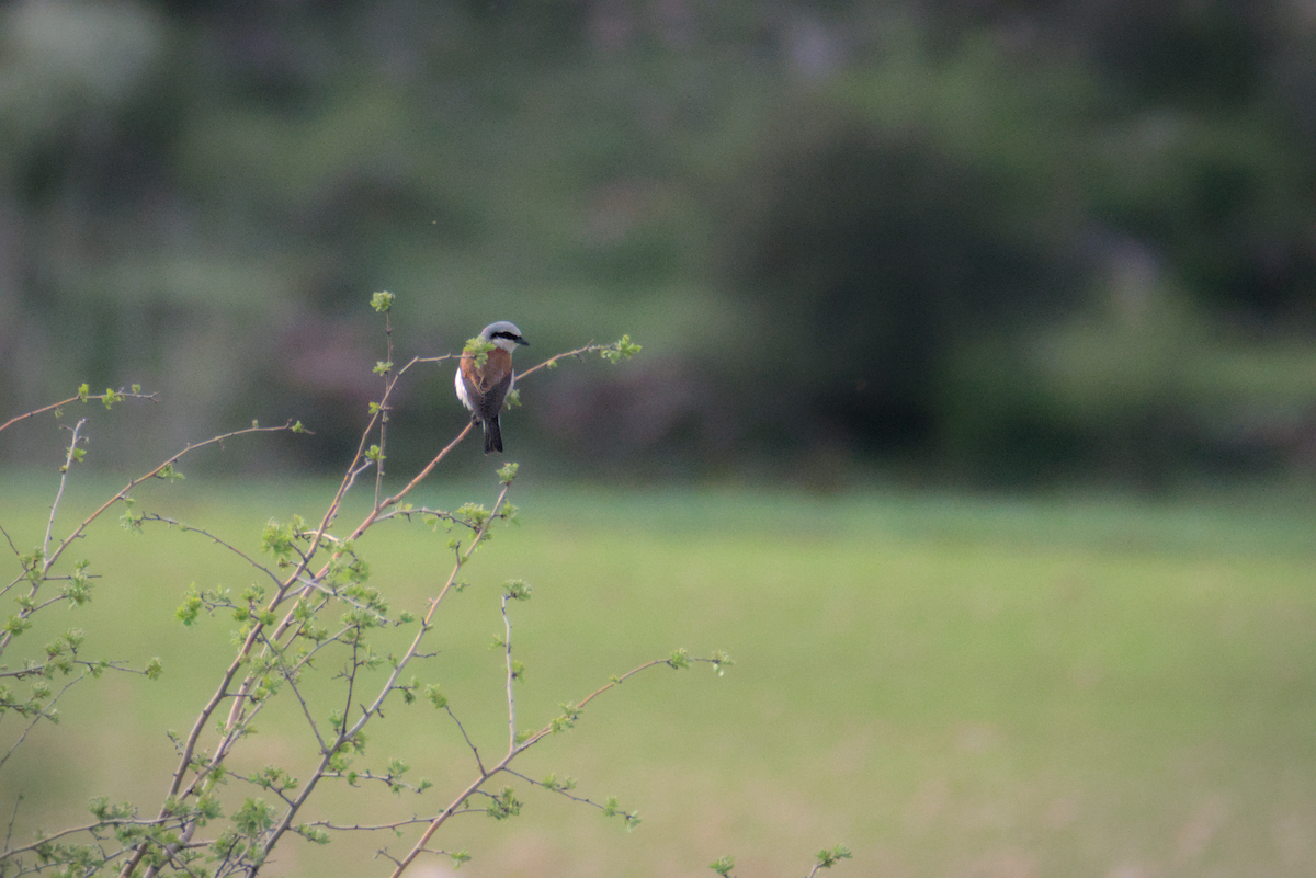 Red-backed Shrike - David Pascual-Hernández