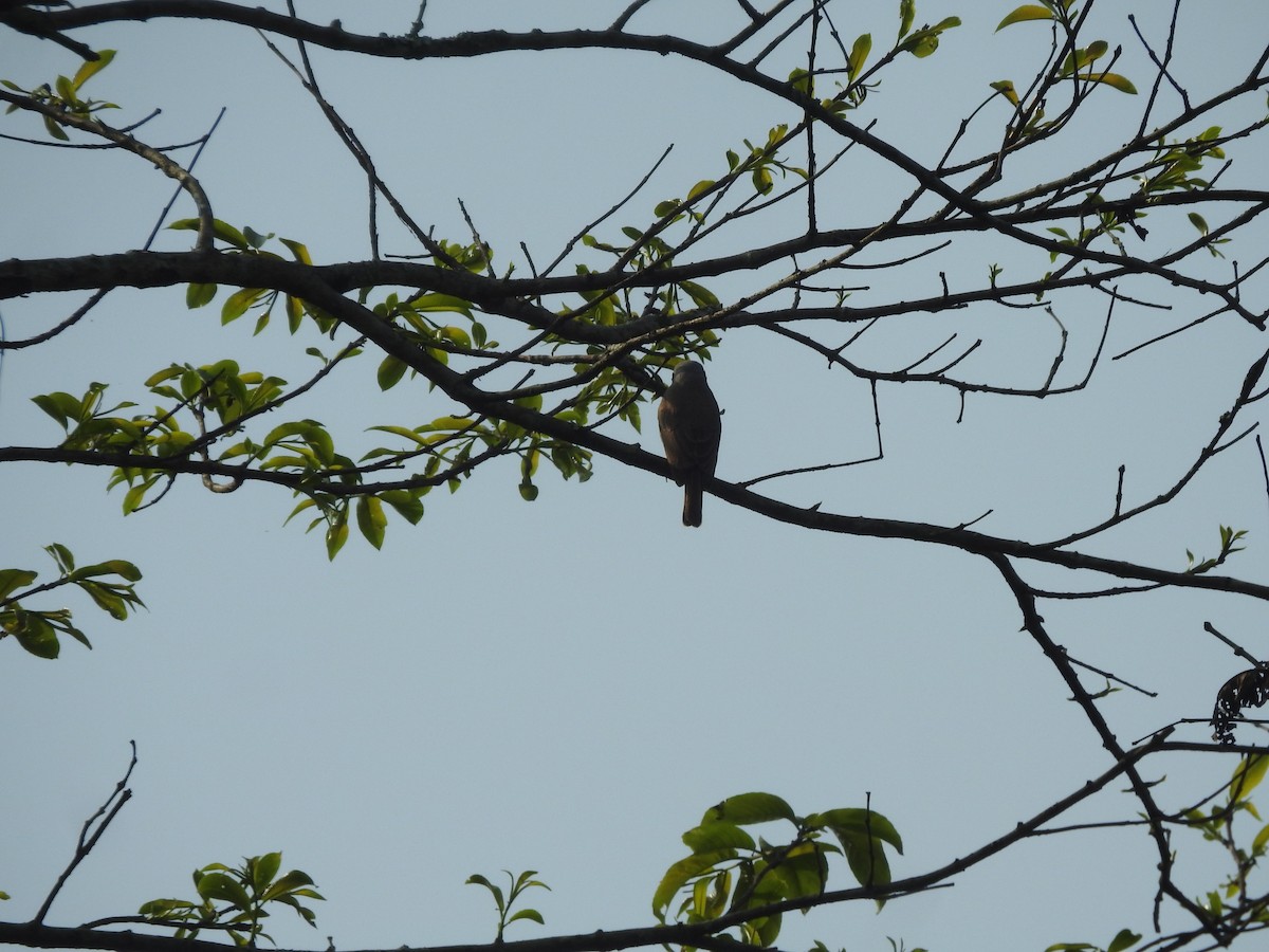 Large Woodshrike - ML619018996