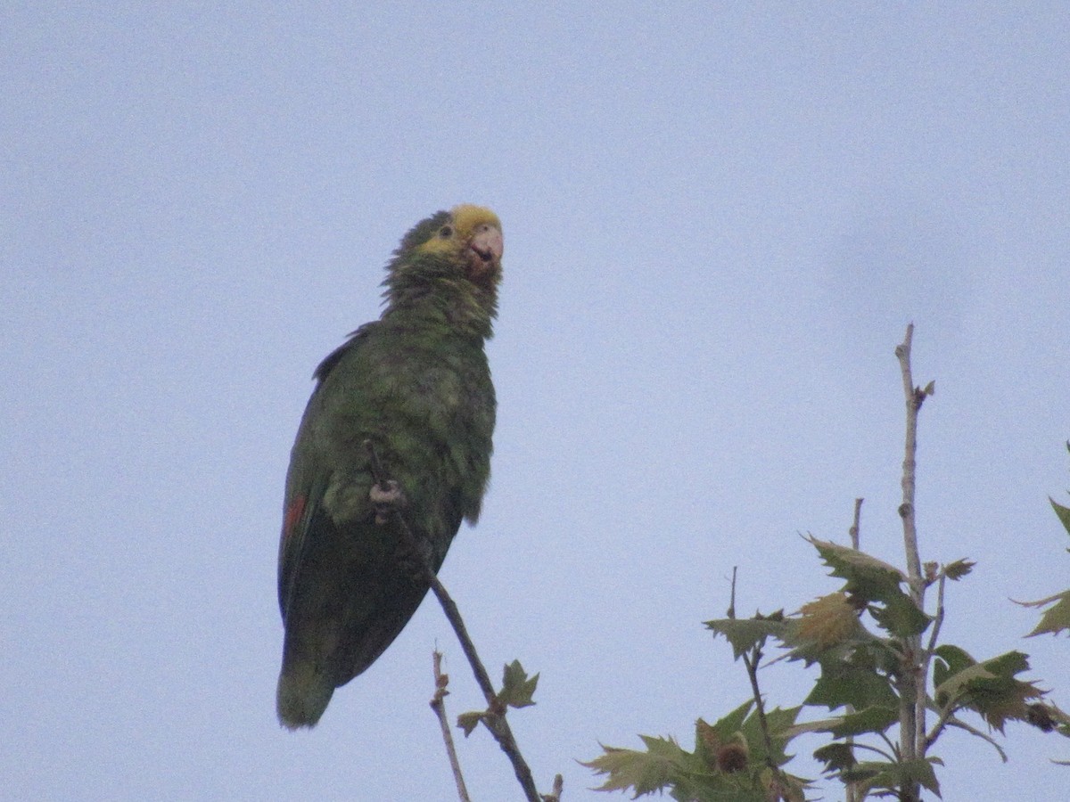 Yellow-headed Parrot - ML619018998