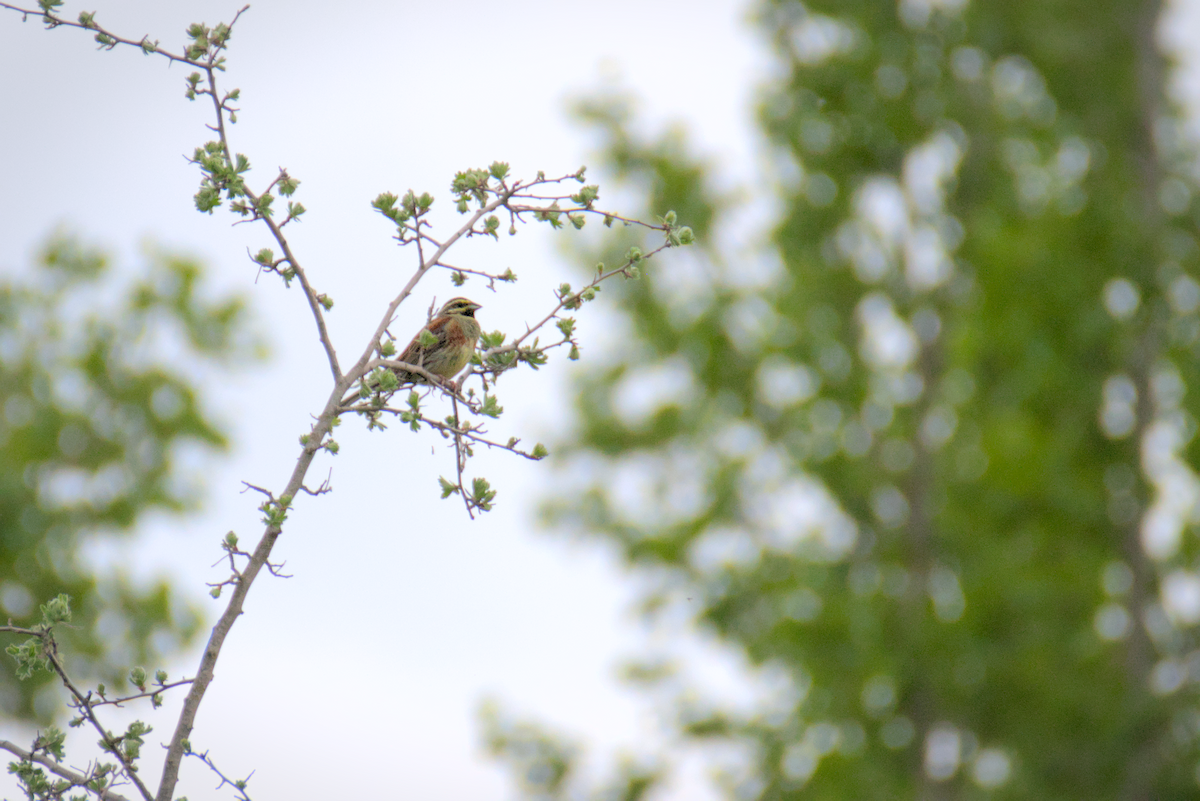 Cirl Bunting - David Pascual-Hernández