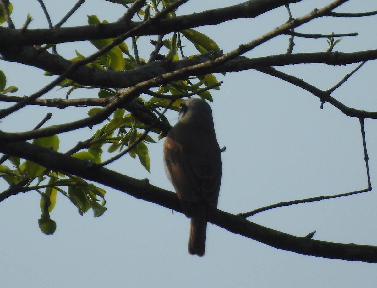 Large Woodshrike - ML619019002