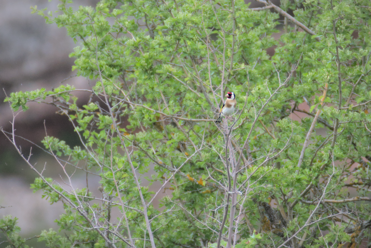 European Goldfinch - David Pascual-Hernández