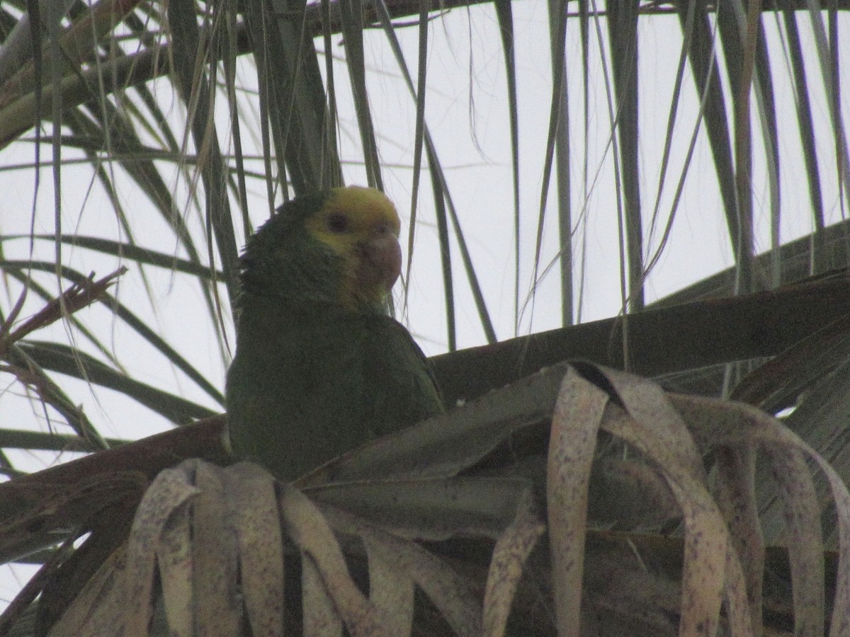 Yellow-headed Parrot - Adam Burnett