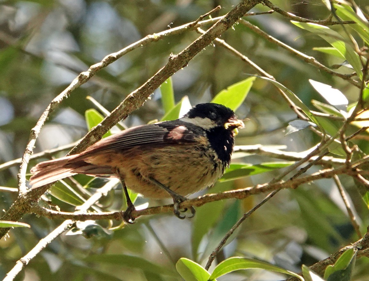 Coal Tit - Diane Drobka