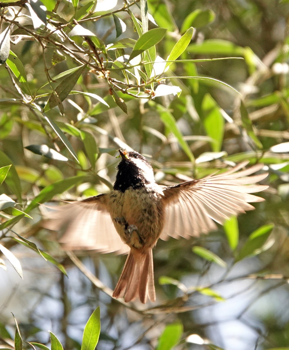 Coal Tit - Diane Drobka