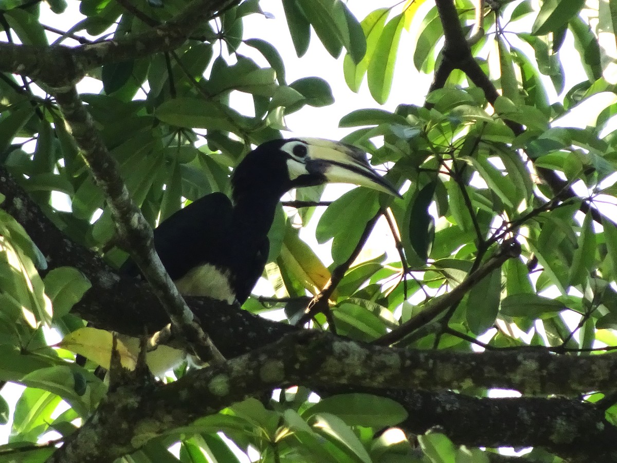 Oriental Pied-Hornbill - ML619019024