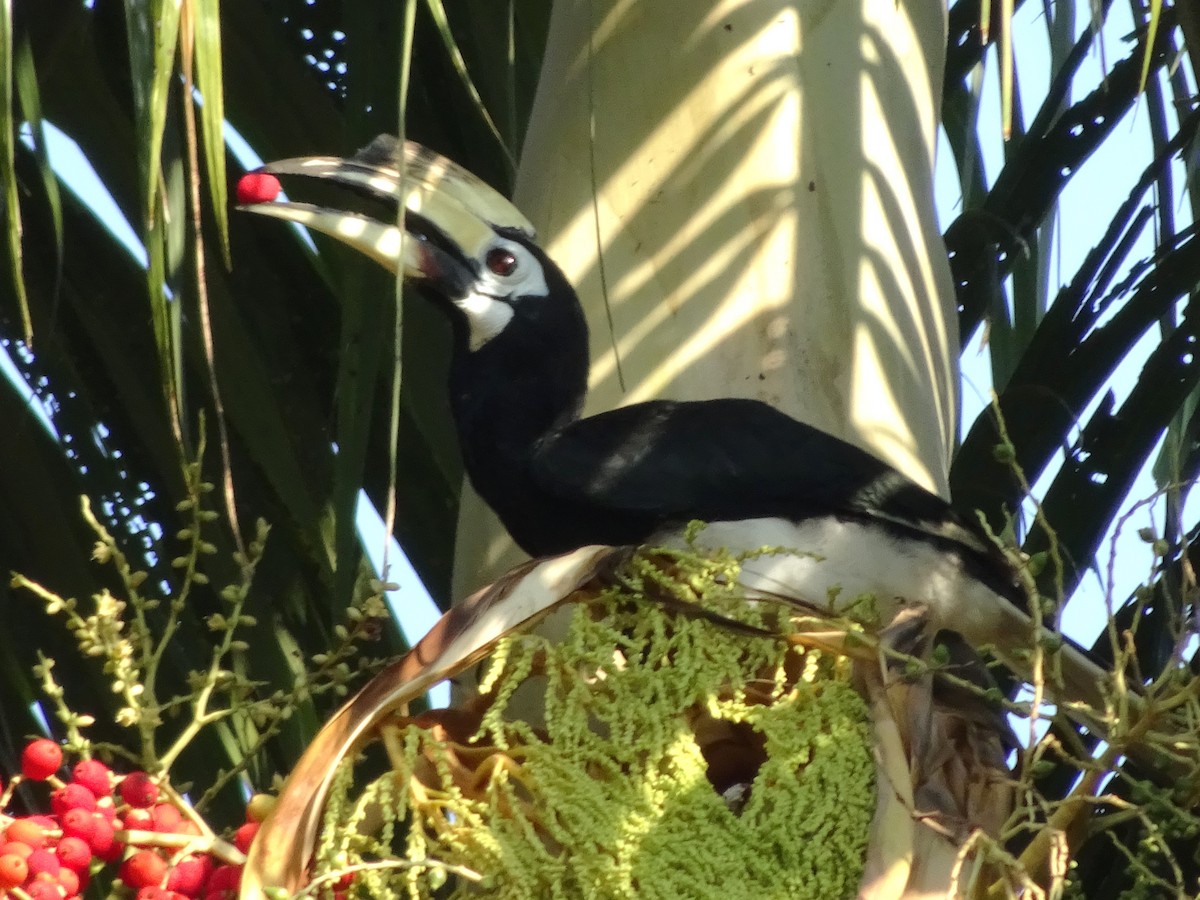 Oriental Pied-Hornbill - Merganser Man