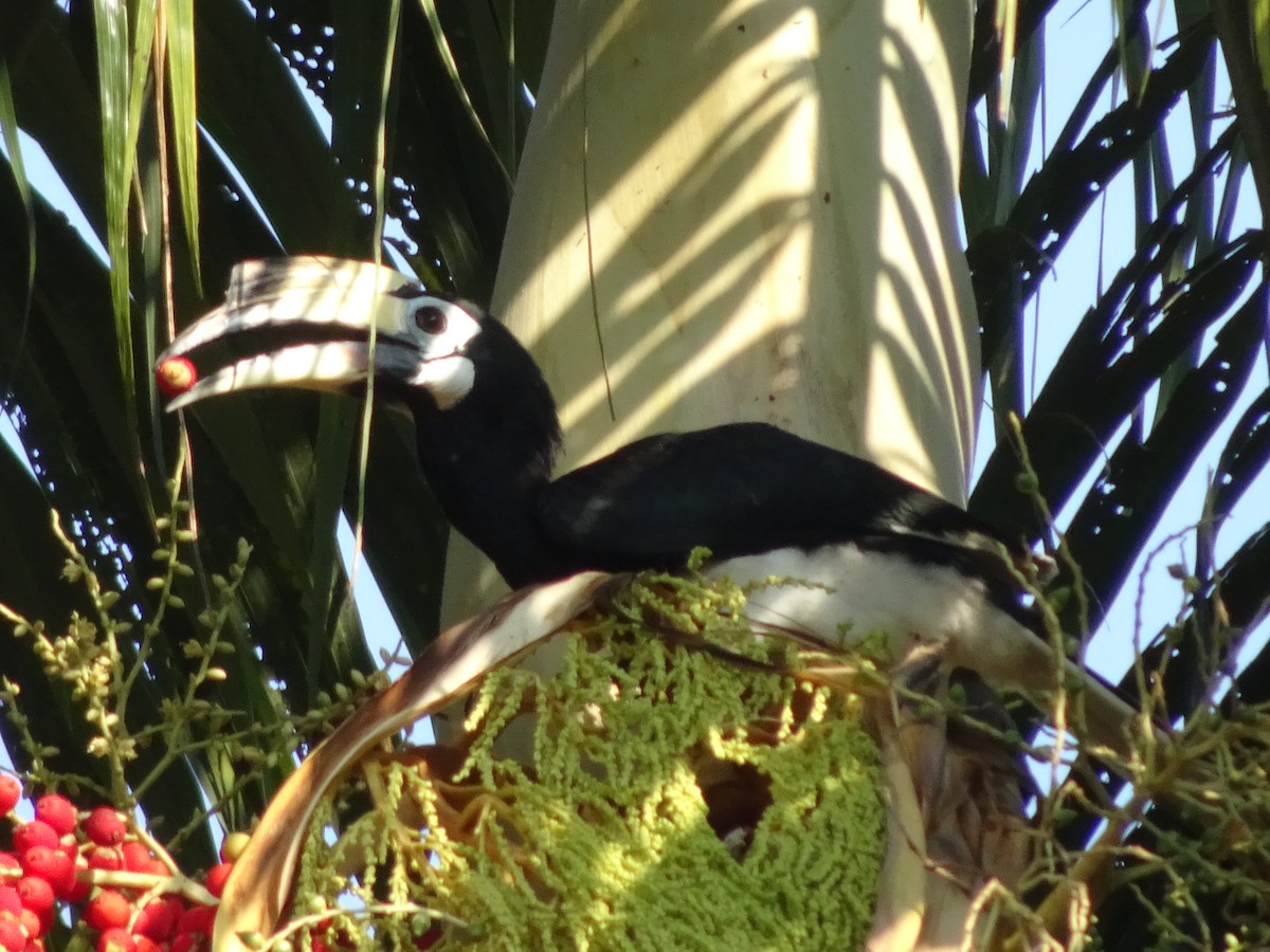 Oriental Pied-Hornbill - ML619019027