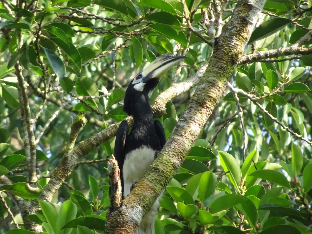 Oriental Pied-Hornbill - Merganser Man