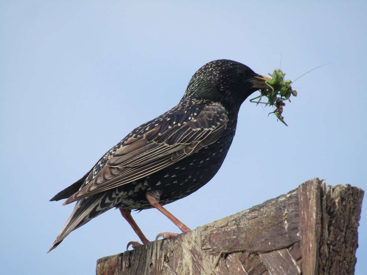 European Starling - ML619019043