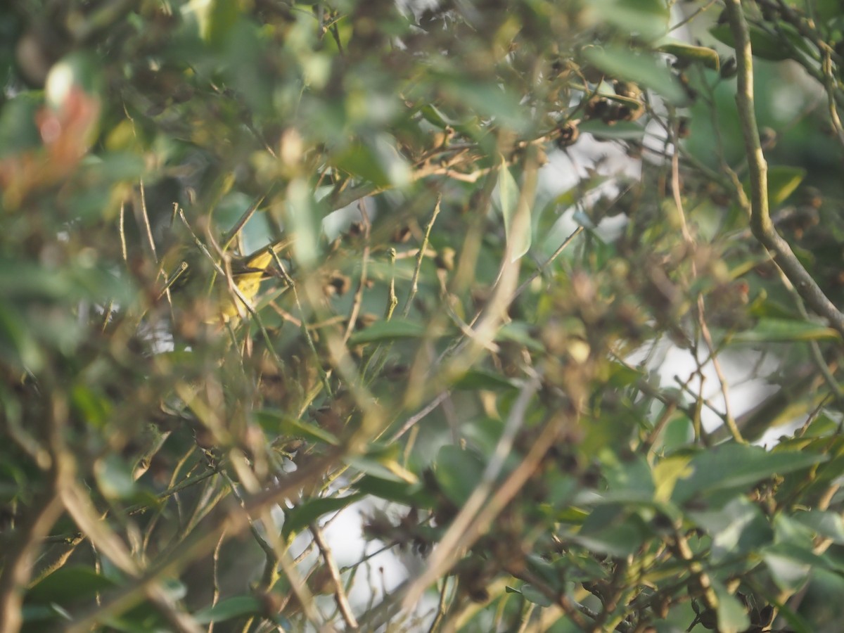 Sulphur-breasted Warbler - ZHANG Shen