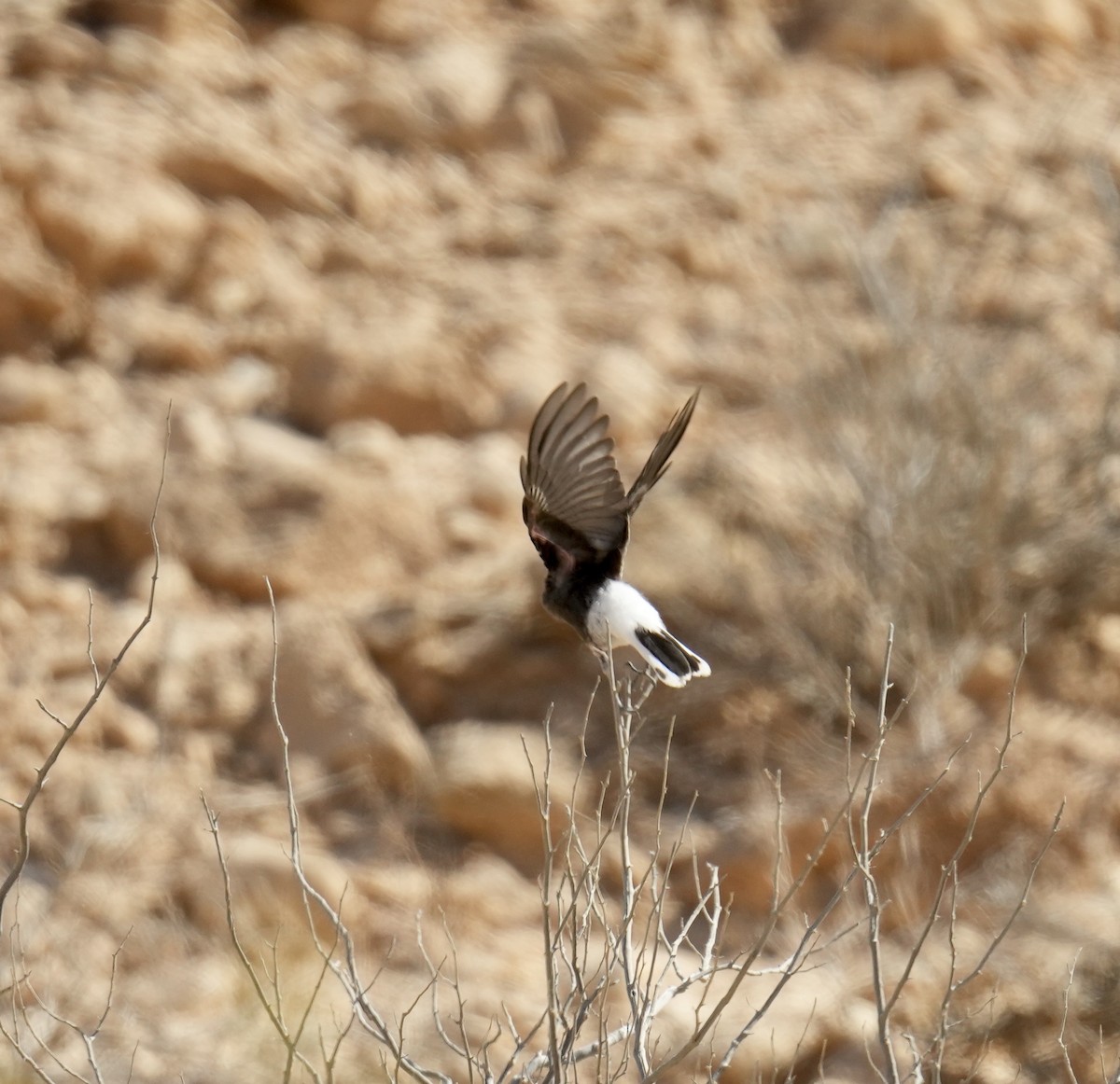 White-crowned Wheatear - Phyllis Weintraub