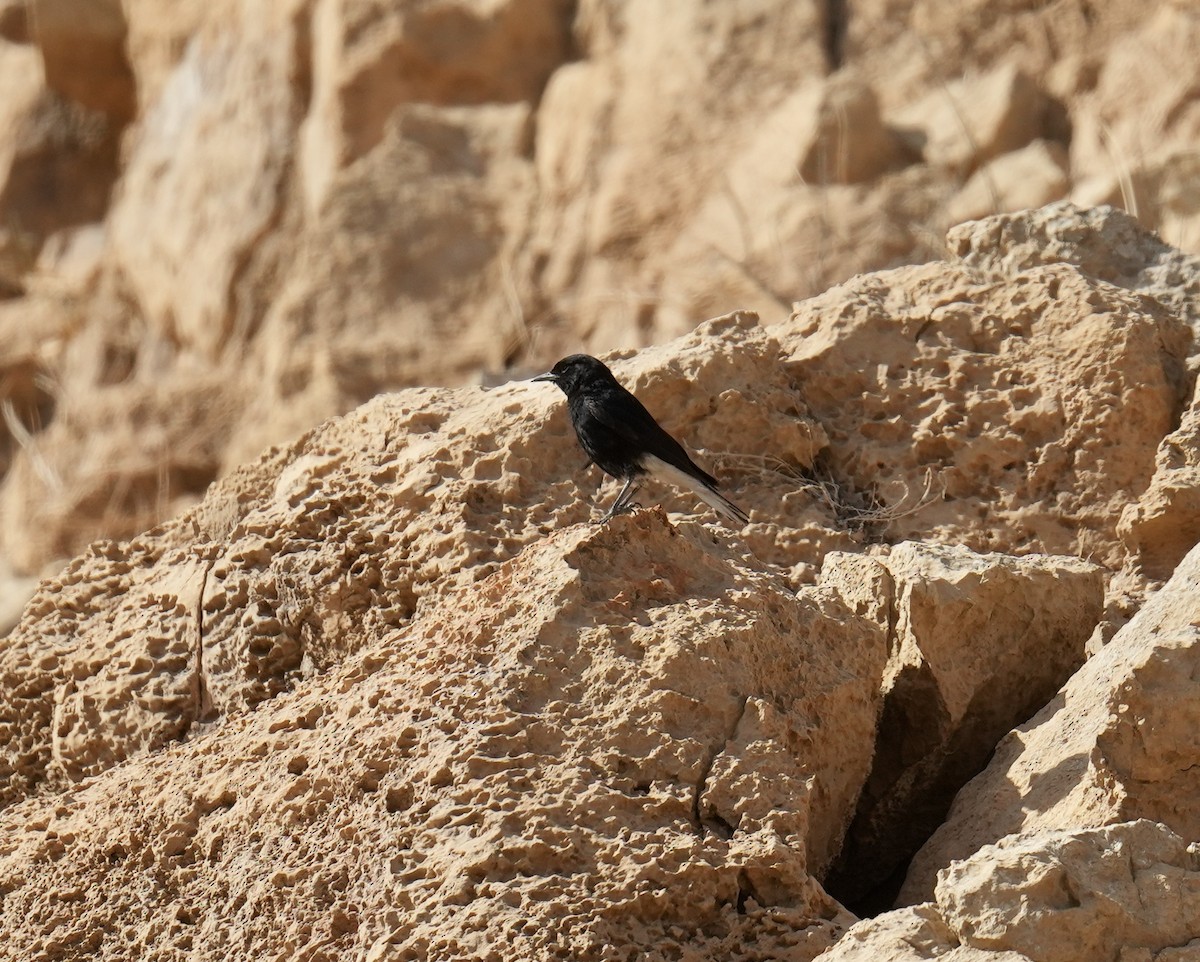 White-crowned Wheatear - Phyllis Weintraub