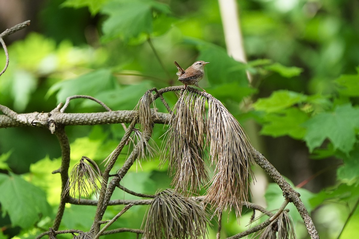 Eurasian Wren - Willem Van Bergen