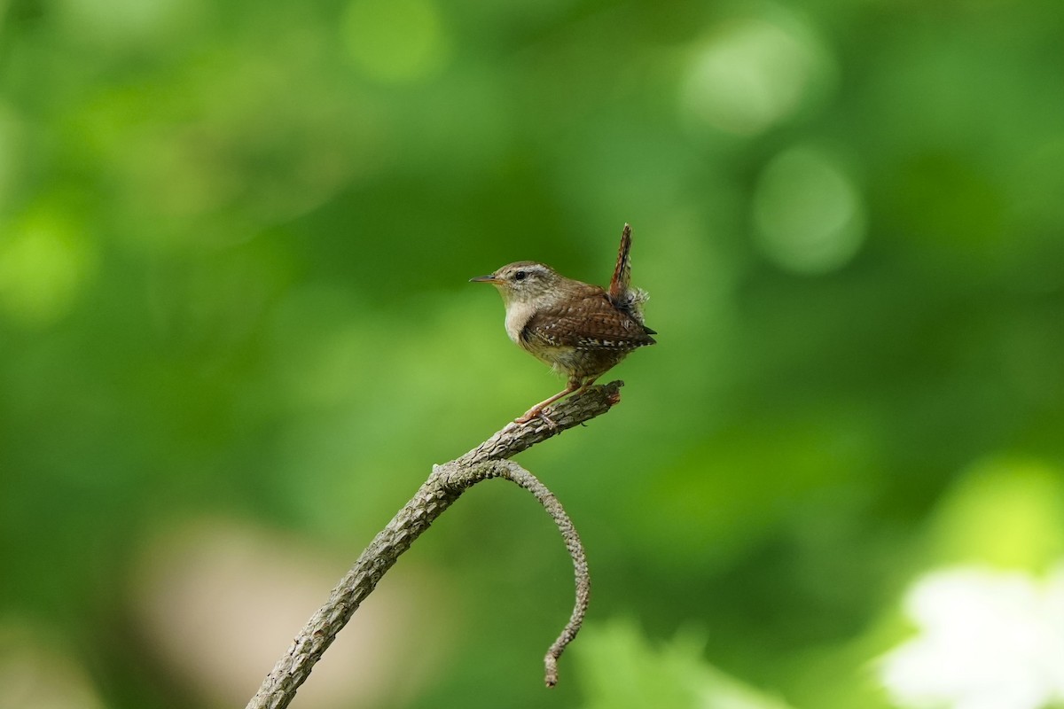 Eurasian Wren - Willem Van Bergen