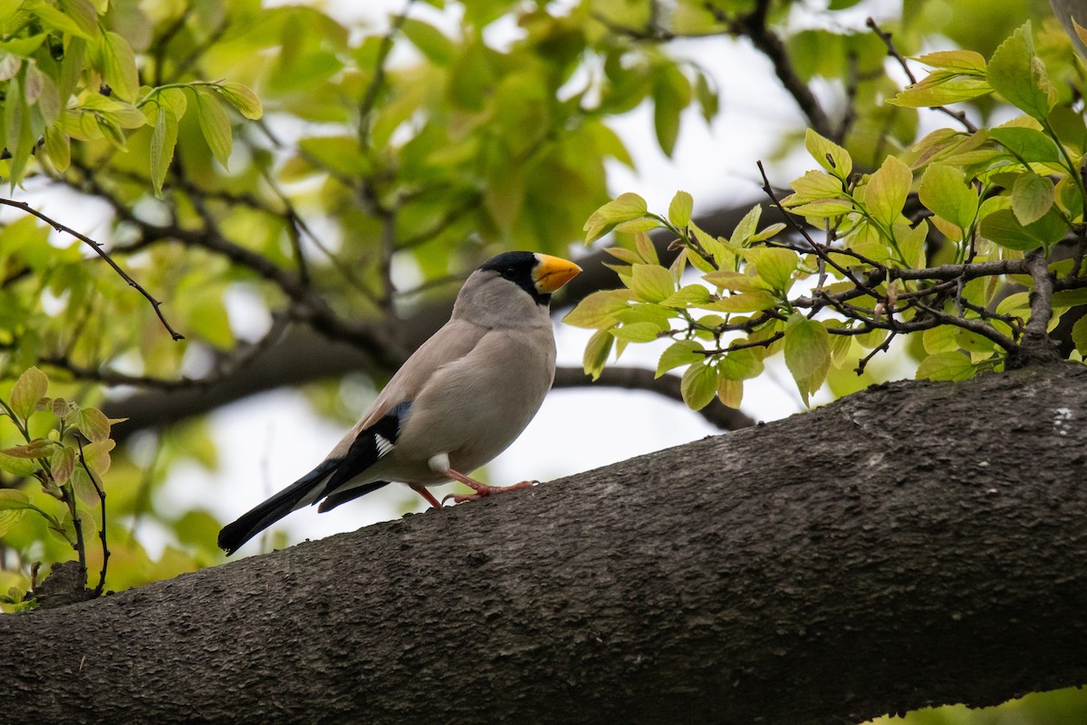 Japanese Grosbeak - ML619019121