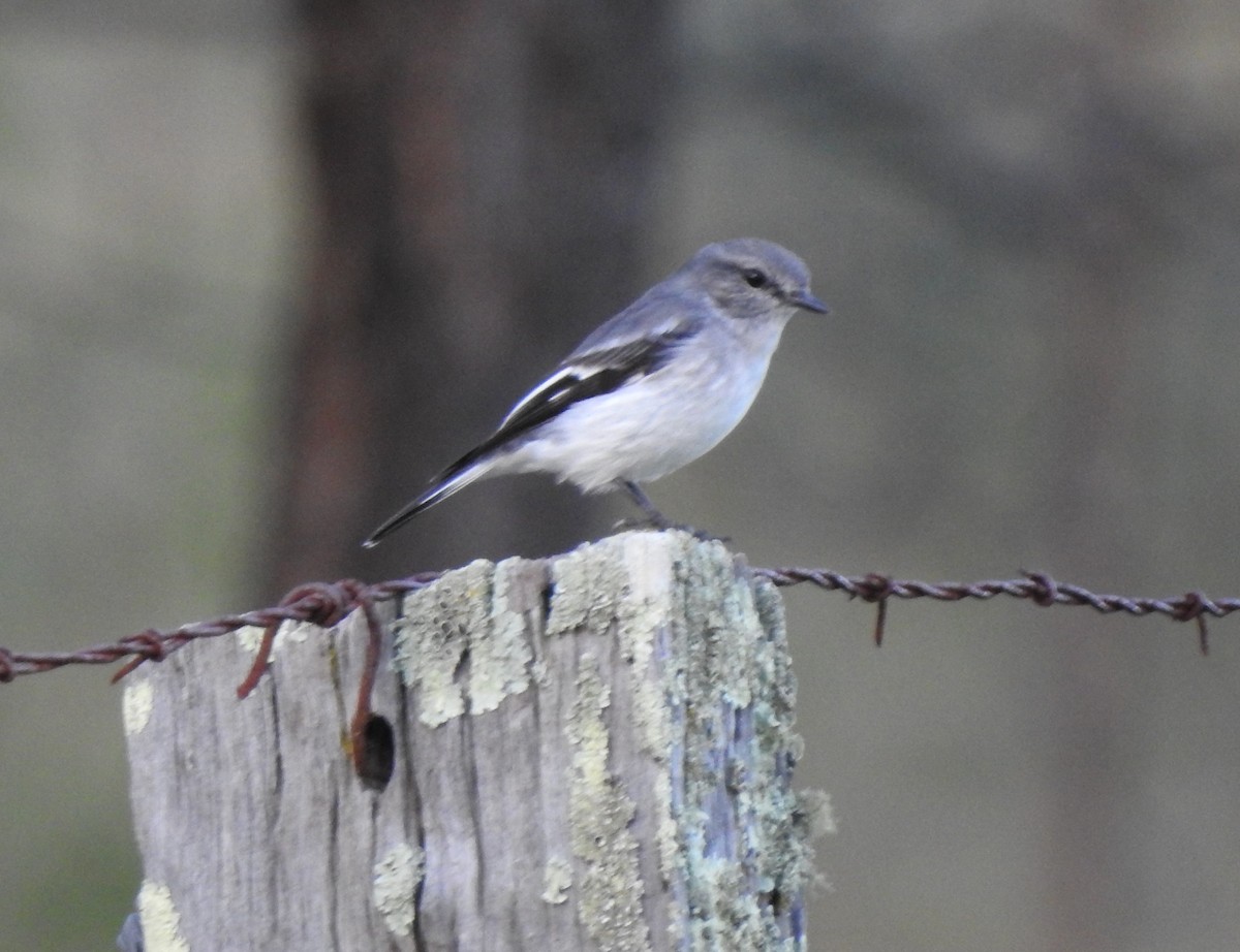 Hooded Robin - ML619019133