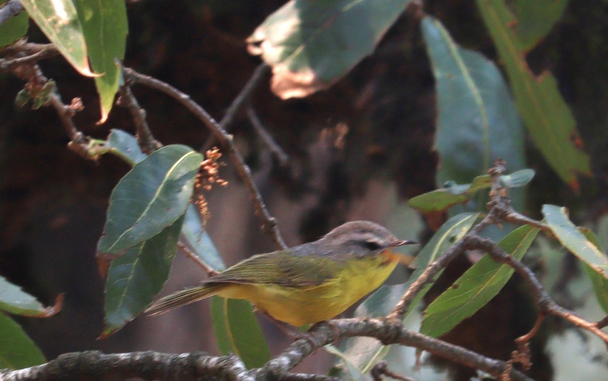 Large-billed Leaf Warbler - Jeevan Khulbe